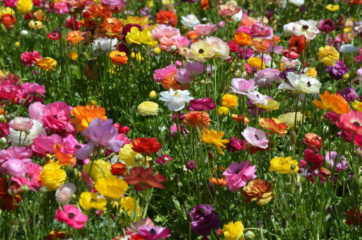 767009 (a): :2800x1855